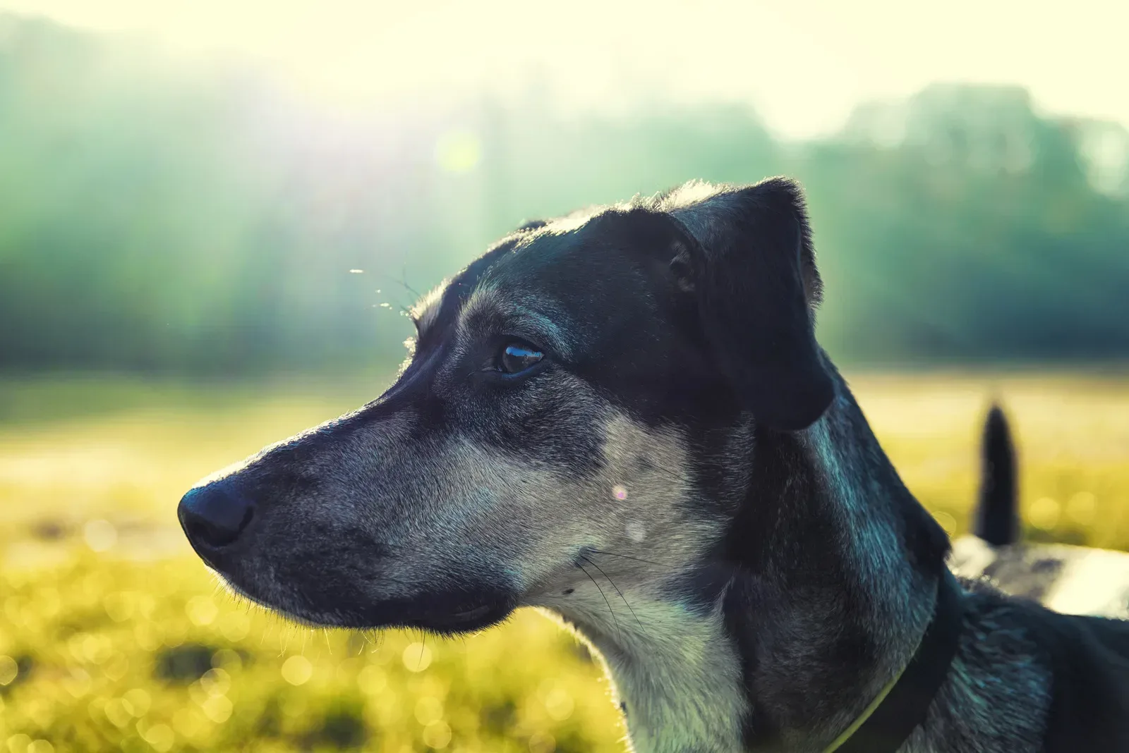 All about beagle ridgeback mix - Dog Breed