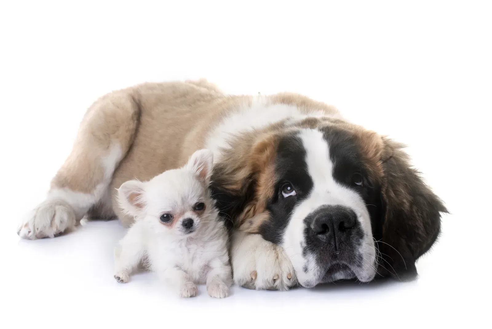 All about basset hound terrier mix