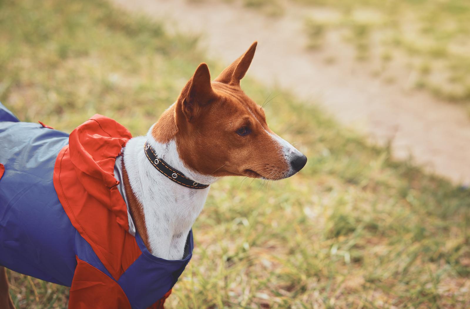 All About Basenji Size and Weight