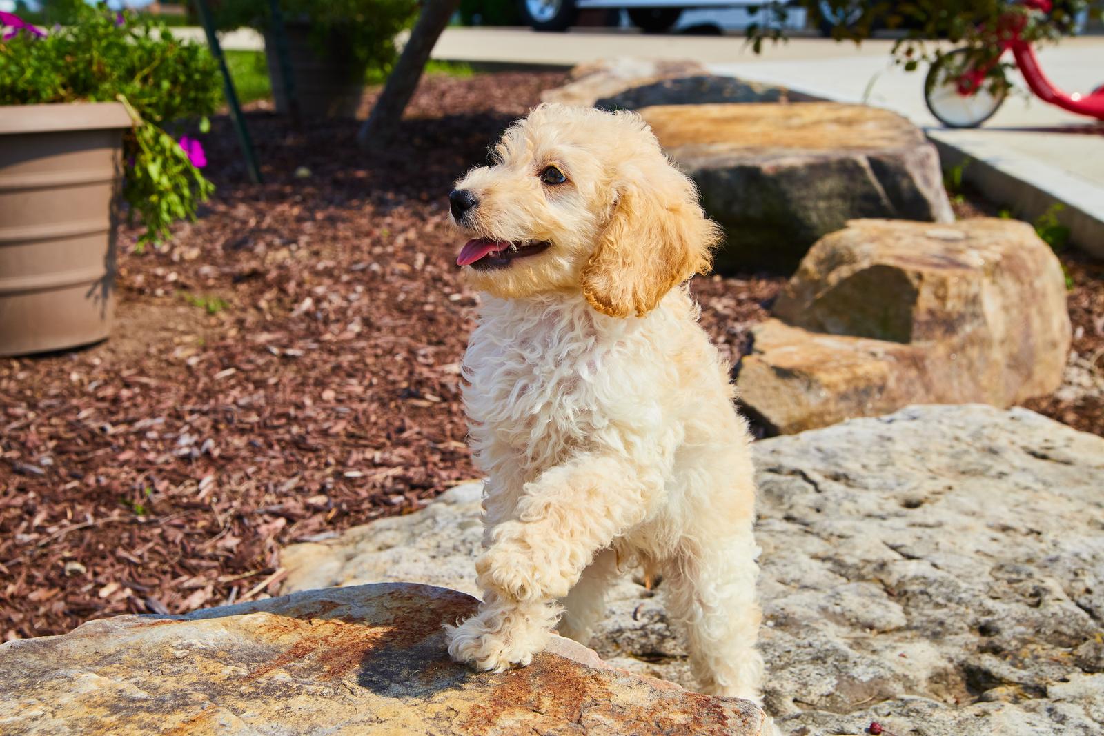 All about basset hound poodle mix