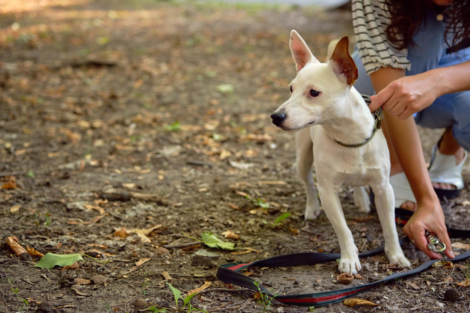 How to basenji training - dog breed