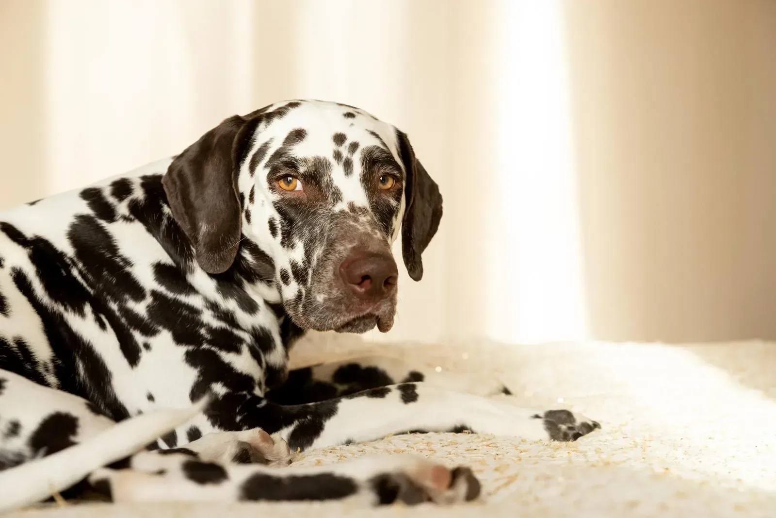 All about beagle shih tzu mix - Dog Breed