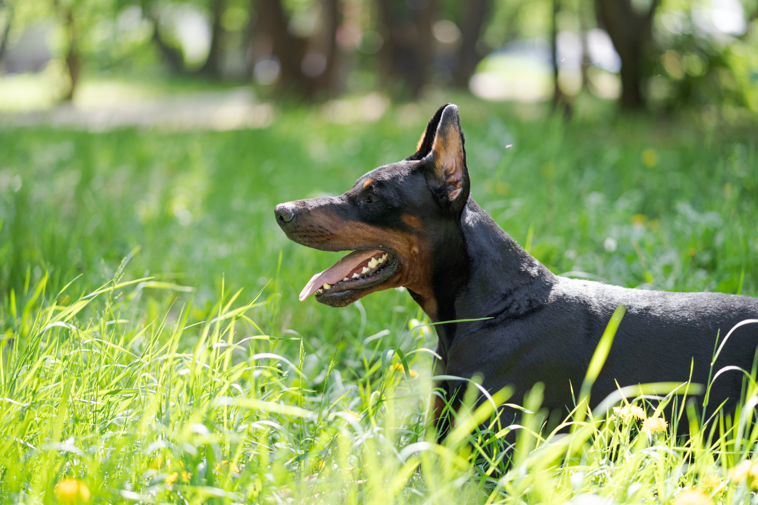 All about doberman pinscher - dog breed