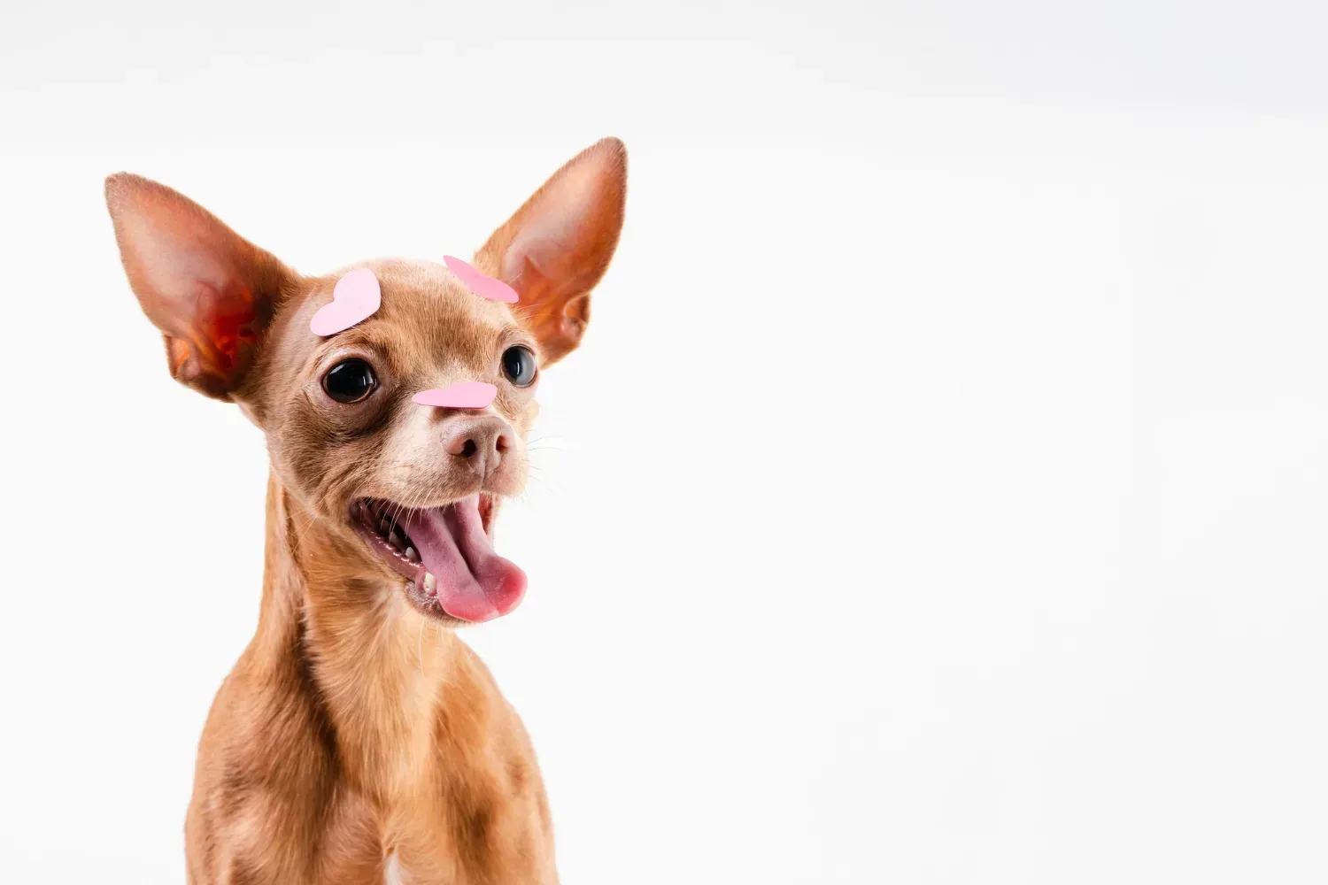 All About Chihuahua Mini Pinscher