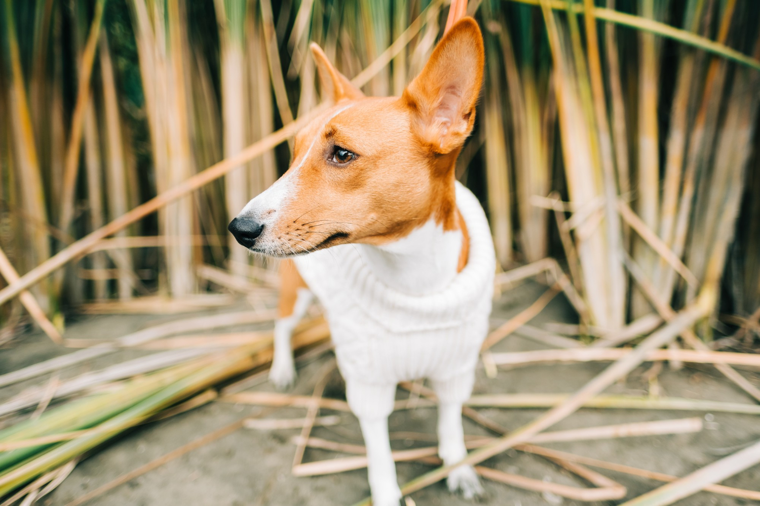 All about basenji rescue