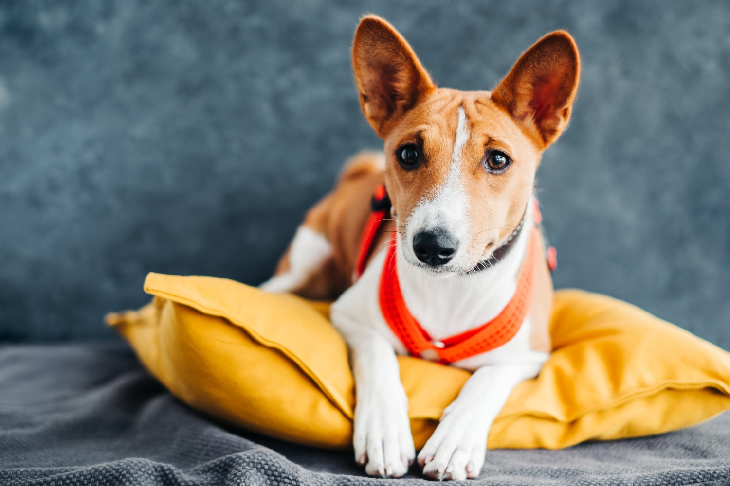 All about basenji terrier mix
