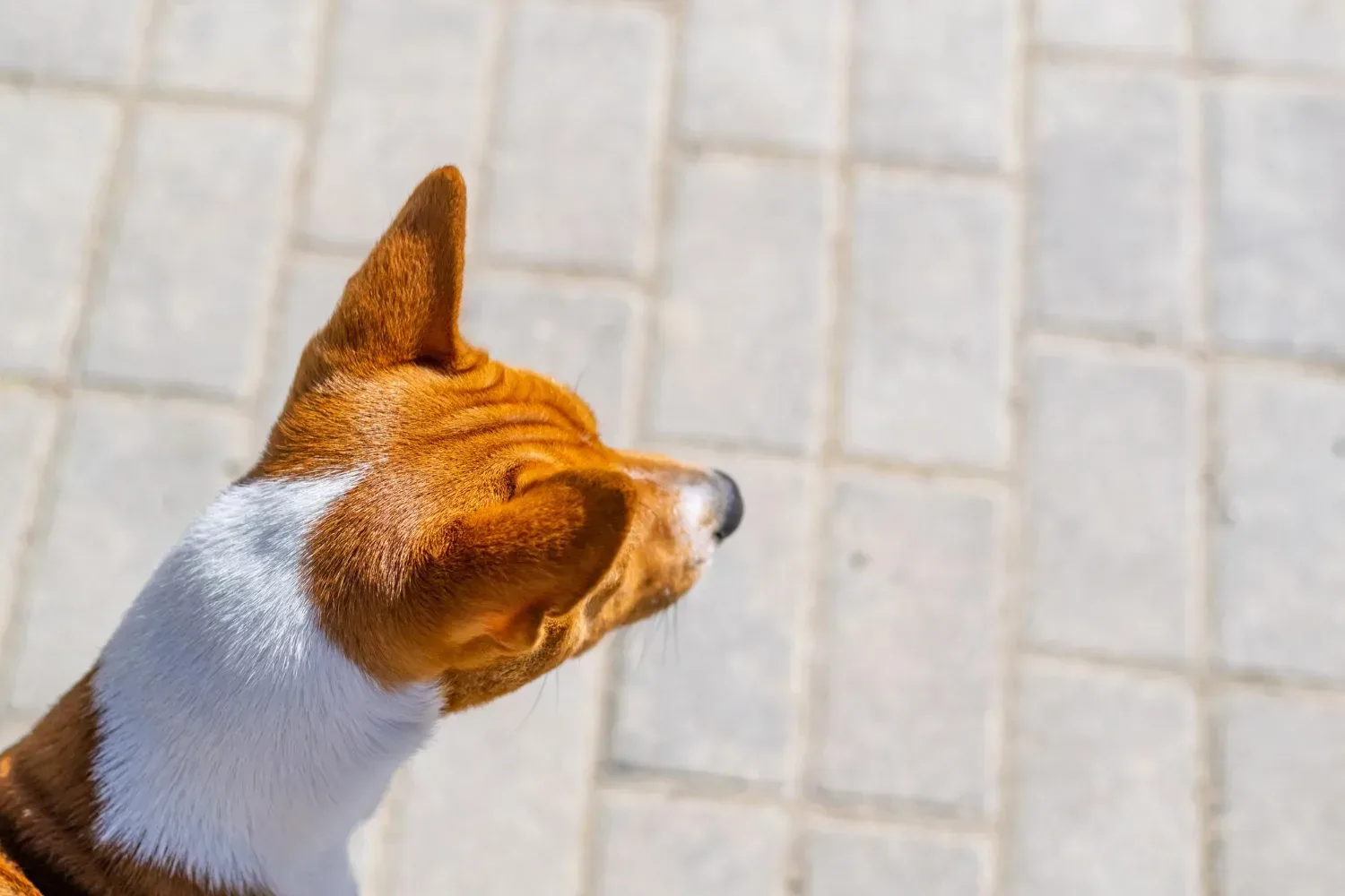 All about basenji colors