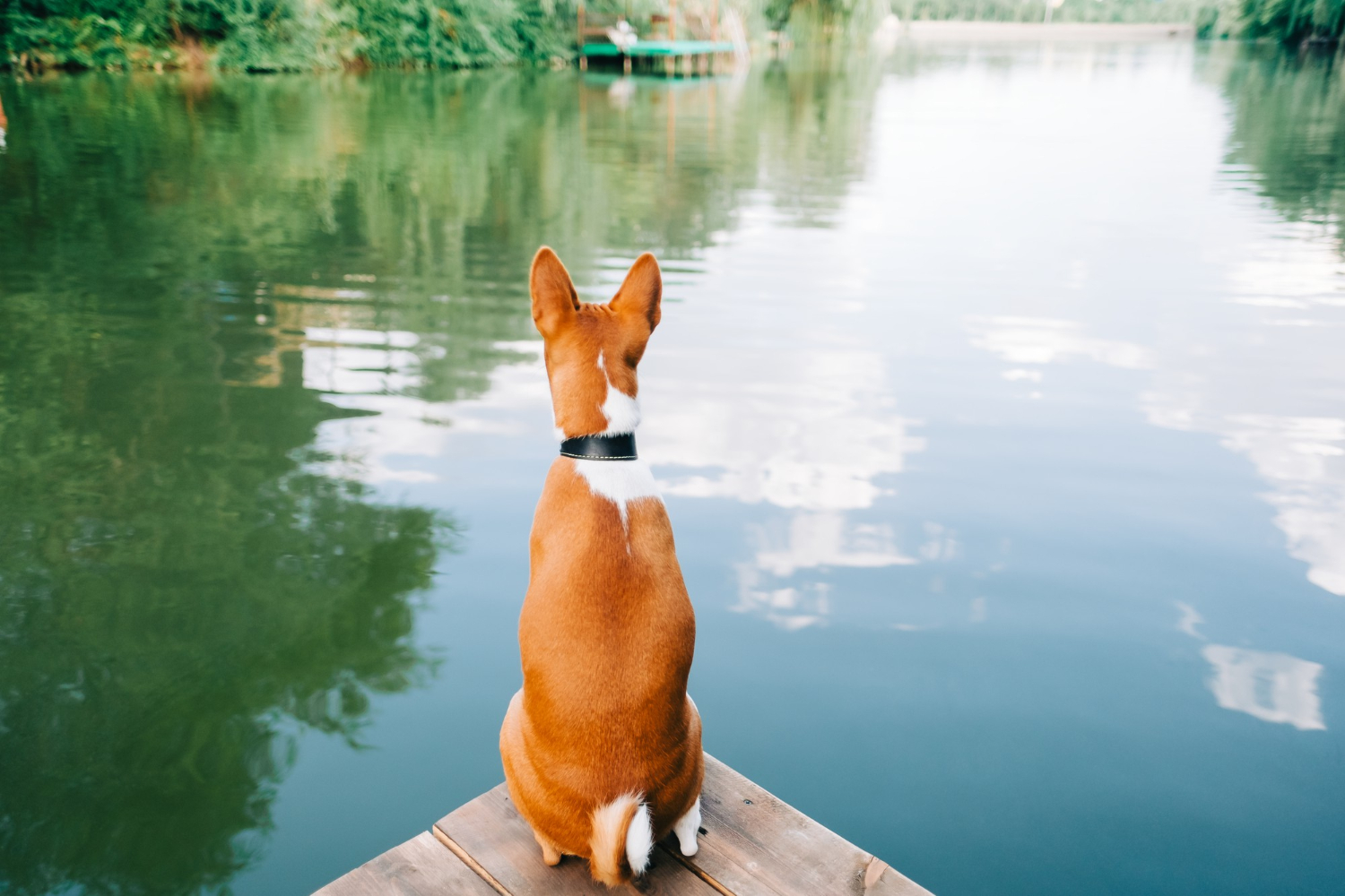 All about basenji cost