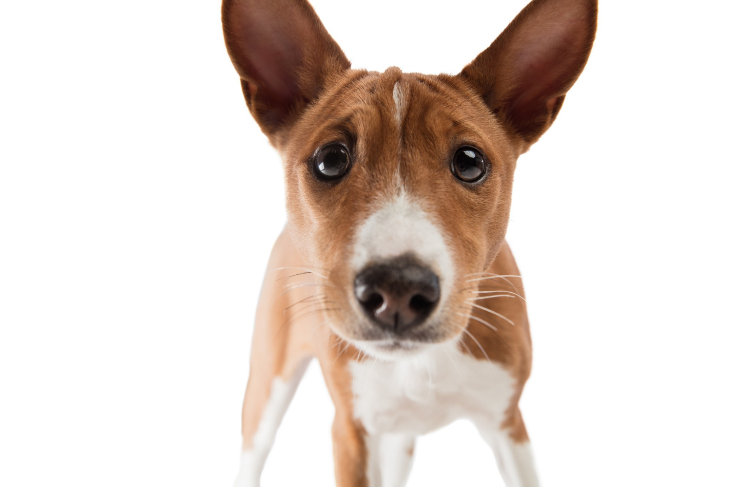 How to Basenji Adopt Are you thinking of adopting a Basenji? These hound dogs are highly intelligent and very affectionate, but they can also be independent. Here is how to adopt one! Read on to learn more! And if you haven't already, read about Basenji rescue! Camp Basenji is a fantastic rescue organization that saves, rehabilitates, and provides foster homes for dogs in need. Their mission is to provide second chances to these dogs so they can find new homes. Basenjis are hound dogs A breed of hunting dog, the Basenji was developed in central Africa and was originally bred from primitive stock. Their yodel-like sound is a unique characteristic, as is their unusually shaped larynx. The Fédération Cynologique Internationale places the Basenji in the primitive or Spitz category. Its distinctive rounded ears are an attractive feature of this breed. Basenjis are known to be especially prone to chasing rabbits. While Basenjis are not notorious for barking, they are quite energetic and need plenty of exercise. A large yard is recommended, as they can become destructive if not given enough exercise. Keeping an eye on them is also a must. They are great escape artists and need constant supervision. As with any hound dog, a Basenji must be supervised at all times, especially in the yard. While they don't mind living with cats, they shouldn't be left alone in an apartment with other small pets. The Basenji has short, fine fur. Its coat is either chestnut red, black, or a tricolor. The dog's feet and tail tip are white. Its coat color can vary from chestnut red to chestnut or a brindle color. White feet and a white collar are other characteristics of the breed. The Basenji's coat is extremely clean and shiny, and it sheds less than any other breed. They are intelligent The Basenji breed is a very intelligent, stubborn dog. They are ranked second to last in the breed's intelligence, but it is not because of intelligence, but because of their stubbornness. These dogs are highly intelligent, and the breed is prized for its independence and independent thought. These dogs are known for their loyalty to their owners and are friendly with family, although they can be standoffish when meeting strangers. The following is a brief overview of the personality and health characteristics of the Basenji breed. Training a Basenji is a challenging process. While they are very intelligent and observant, they can be stubborn and easily get bored with training. While a Basenji may be capable of learning a new skill, they are not particularly interested in following instructions. This breed needs constant positive reinforcement to stay motivated, so training sessions should be short and full of praise. Regardless of the level of your Basenji's intelligence, you should expect it to be an excellent companion for many years to come. The Basenji dog breed was developed in the Congo as a hunting dog. They use sight and smell to find prey. Their original purpose was to flush small game into hunters' nets, but now they make excellent family pets. Historically, the Basenji was used as a pet for Egyptian Pharaohs. While it is unlikely that they were kept in the Egyptian Pharaohs' household, the dog's intelligent and lovable nature may have contributed to the dogs' popularity. They are affectionate A Basenji's affectionate nature can be quite endearing, and they will do almost anything for their owner, including licking and grooming themselves. These dogs are among the cleanest breeds, and they love to spend time grooming themselves after a walk. Since their grooming habits are more like that of cats than dogs, they do not smell as bad as most other breeds. Also, they will use their paws to clean themselves rather than their mouths, which can leave them very smelly. Basenjis show affection by staring into their owners' eyes. Eye contact releases the chemical oxytocin, which helps form a stronger bond between owner and dog. Some dogs may find this eye contact threatening, however, and they should be kept away from them at all times. Other Basenjis will lick their owners to express their affection, but not all of them do it. A Basenji will cover you with saliva if he is feeling lonely. A Basenji is a pack animal, and while they are very affectionate and playful, they may be overly aloof around other dogs. They can become difficult to train and are often prone to ignoring their owner. Even if you do train them to become a good pet, it's important to be consistent and positive in your interactions with them. Unless you plan to leave them alone for long periods of time, they may act out. They are independent As the name suggests, Basenjis are independent dogs that are not easily trained. While they are known to be "barkless" dogs, they are prone to yodeling and chewing when they get lonely. Despite their independent nature, they are excellent companion dogs, and love to explore. Despite their aloof and independent personality, Basenjis make great pets. Listed below are some common traits of the Basenji breed. Aside from being intelligent, the Basenji is also a bit stubborn. Some sources rank this breed in the bottom half of the intelligence scale, but this trait was coveted for its independent thinking. While these dogs are obedient to their owners, they can be aloof to strangers. This trait makes them great companions for families, but they can be standoffish when meeting strangers. Therefore, it is important to train your Basenji in a way that he will respect your boundaries. Although the Basenji is not a hunting dog, they like to be active and participate in activities such as agility or lure courses. Although they are not commonly used for hunting, they are wonderful family dogs and live up to 13 years of age. They require early socialization and exercise and are good watchdogs. The females of the breed only have one heat cycle per year. They also make a distinctive yodel, which is a common sign of mischief. They are a good companion for active families Basenji are great pets for active families. These dogs are high energy and do well with children, provided they are properly socialized and trained. Basenjis are notorious for chewing and should be handled carefully. If you have young children, they might motivate them to clean up after them! Here are some basic training tips for Basenjis: Basenji are friendly with children, but can be quite a handful. They do not tend to bark much, but will growl or yodel to express their feelings. Children may be a little scared of these dogs, and you'll have to be extra vigilant when playing with them around young children. Basenjis are also good with cats and other small family pets, but they should be socialized properly to make sure they don't become a nuisance. Basenjis require more than a yard to thrive. You'll need to spend time training your new companion. You must be patient and dedicated, because these intelligent dogs need a lot of attention. While they may seem quiet, they talk up a storm when they're with their owners. While they don't bark, the yodel they emit is quite distinctive and will give you plenty of entertainment. Basenjis enjoy active lifestyles. They enjoy agility, lure courses, and dog sports, and are often a great addition to active families. They also outlive most other breeds, and live to be around 13 years old. However, they're fiercely protective of their family, so they must be socialized at a young age. As long as they have lots of time to play with you, Basenjis can be a fun companion for active families. They require a lot of exercise If you are considering getting a Basenji for your home, you've probably wondered if they need a lot of exercise. These large, energetic dogs should get at least an hour of exercise every day. While you may not have to do much of that in a daily routine, Basenjis do have a strong instinct to hunt. When out and about, keep an eye out for their famous "predatory look." If you see a dog hunched over and focused, your puppy is probably scouting a game. If you see that behaviour, immediately remove the dog from the area. Basenjis are very intelligent dogs, and they like to use devious tactics to reach their goals. You should exercise them regularly to allow them to release their energy and to keep their minds sharp. Basenjis also need a lot of exercise, because they are notorious for chewing walls, pulling stuffing out of couches, and destroying their yard. This breed is not suitable for homes with young children, because it may become confused and destructive if it is left alone. If you choose to get a Basenji, be prepared to spend a good amount of time grooming and combing their coat. Although the breed's coat is short, it still needs to be brushed frequently to remove dust and a layer of loose hair. While a Basenji will not require baths more than twice a year, you should brush its teeth at least once a week to prevent dental disease and bad breath.