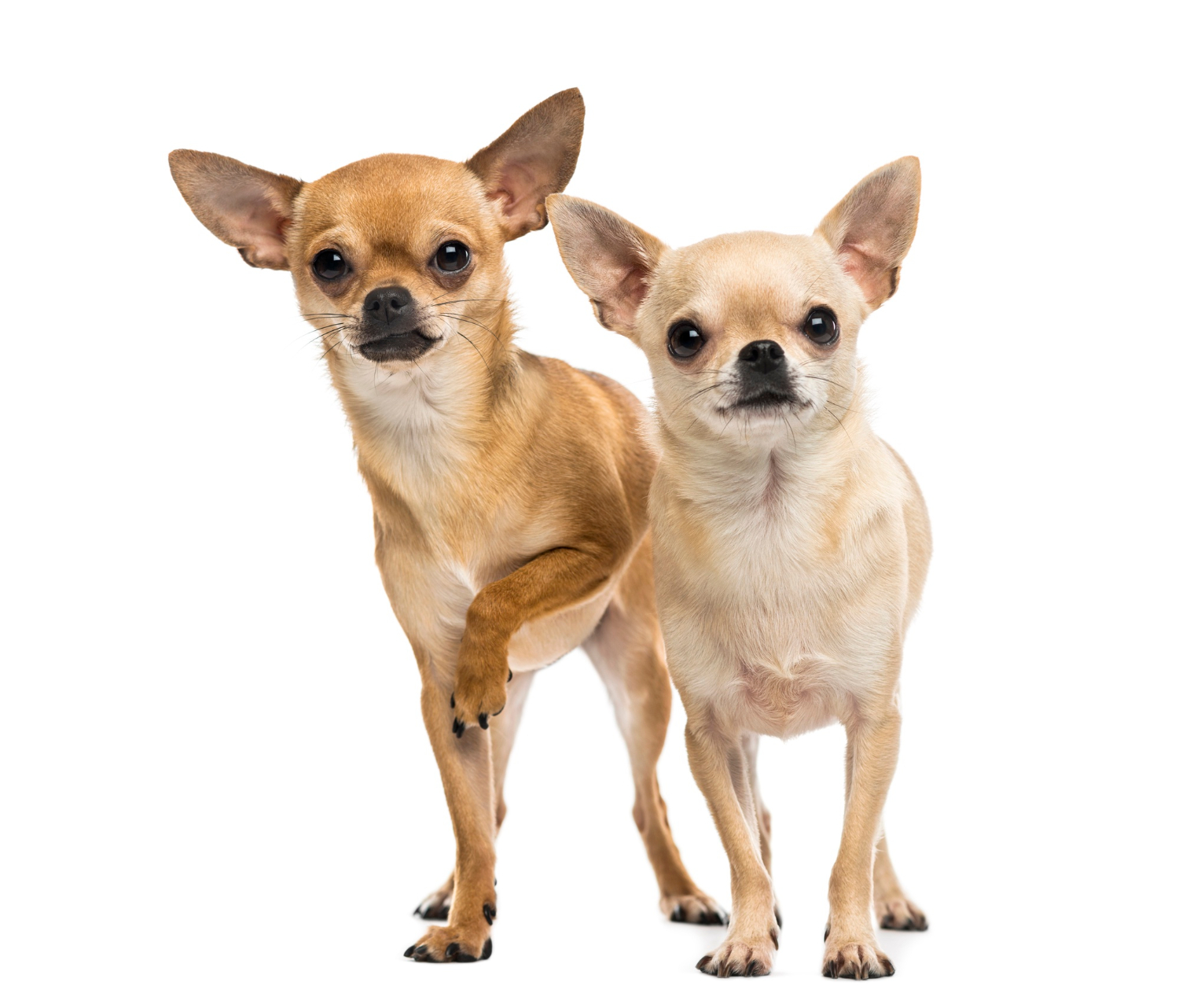 All About Miniature Pinscher Lifespan and Health Care